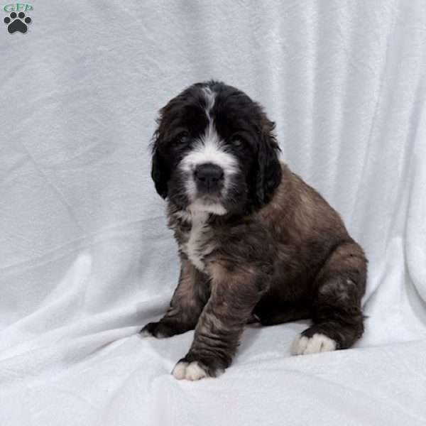 Orange, Saint Berdoodle Puppy